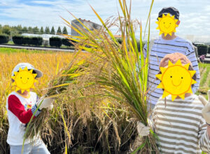 收割稻谷·精米体验(2025/10/12)