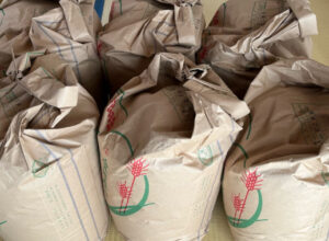 提前储备玄米(2025/10/18)