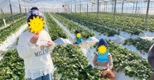 菖蒲グリーンセンターいちご狩り～久喜市あそびのにわ（2026/02/01）